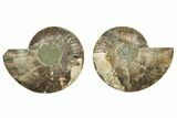 Cut & Polished, Agatized Ammonite Fossil - Madagascar #223207-1